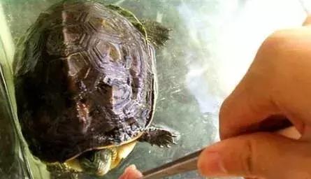 乌龟不吃食怎么办最快最有效,乌龟眼睛肿不进食怎么回事