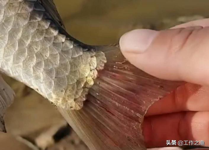 鲫鱼身上有红线,去除鲫鱼尾巴上的红线