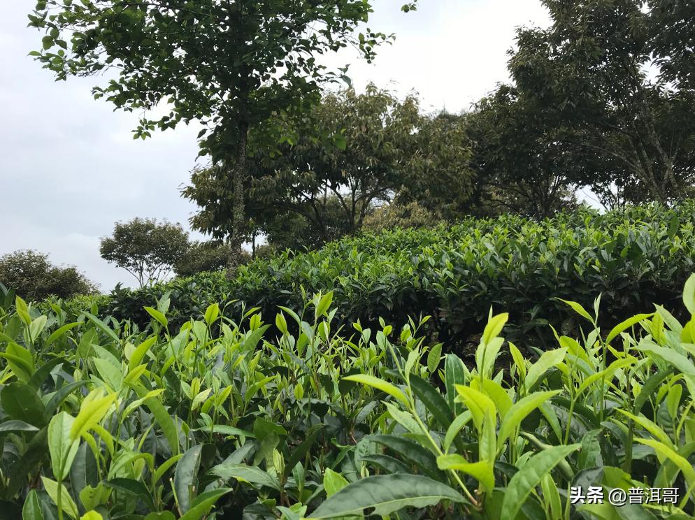 告诉你10点普洱茶的学费茶，你有没有交过学费？