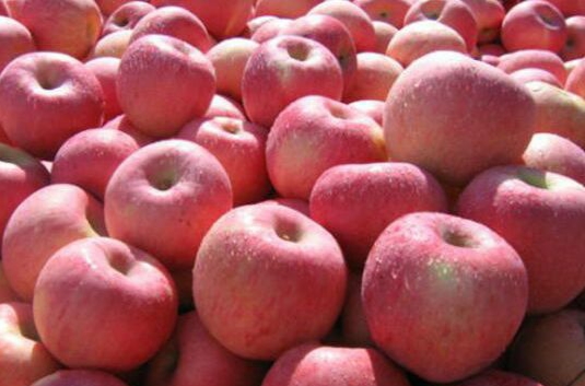扶风苹果和洛川的区别,宜川和洛川苹果哪个好