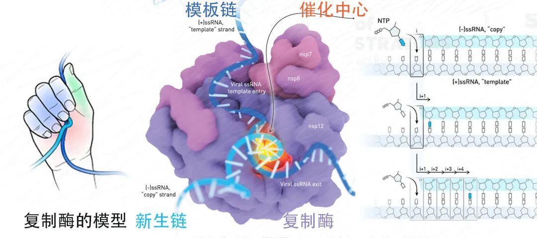 病毒变异那么快会不会自己变异死,现在病毒变异成什么东西