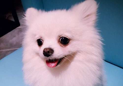 牧羊犬补钙的最佳方法,牧羊犬小狗怎么补钙最好