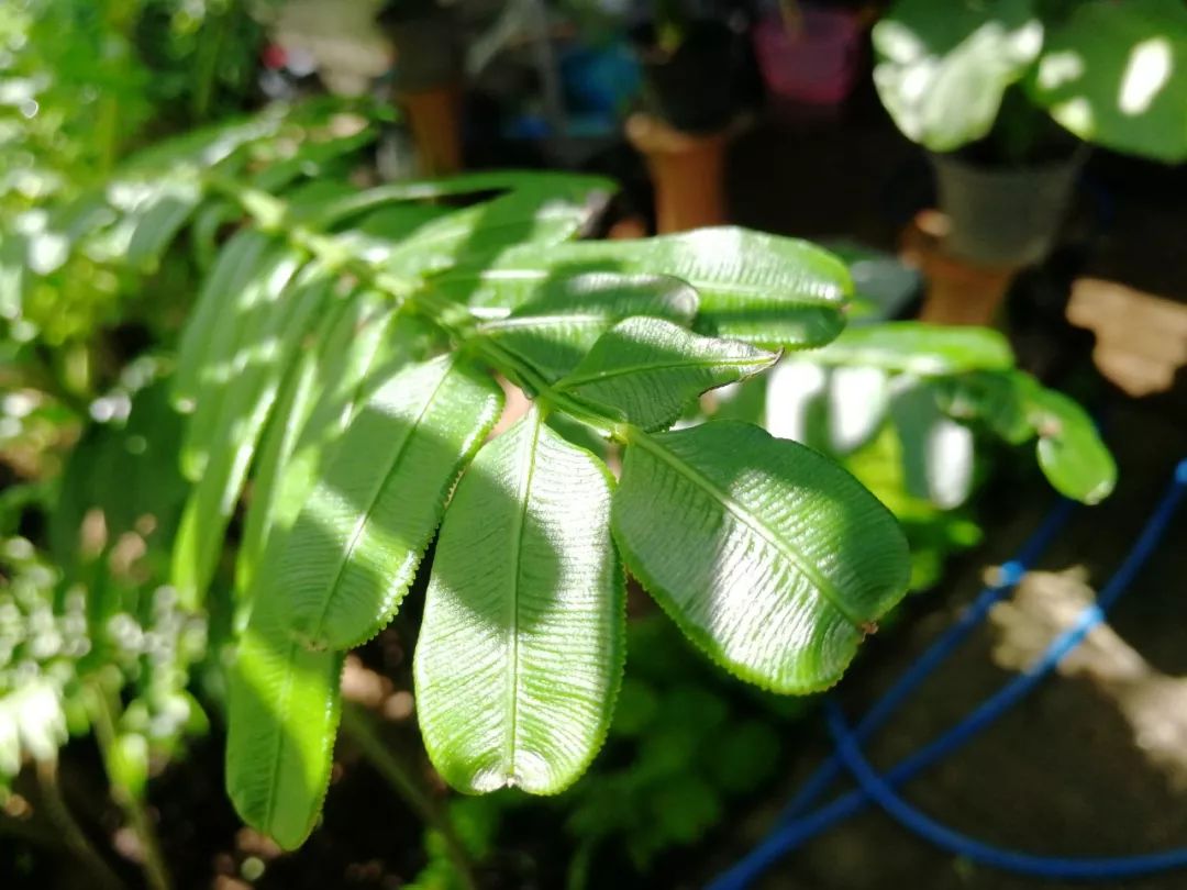 清迈的现状,清迈重逢