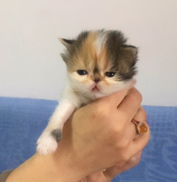 加菲猫如何养才健康,加菲猫怎么养才正确