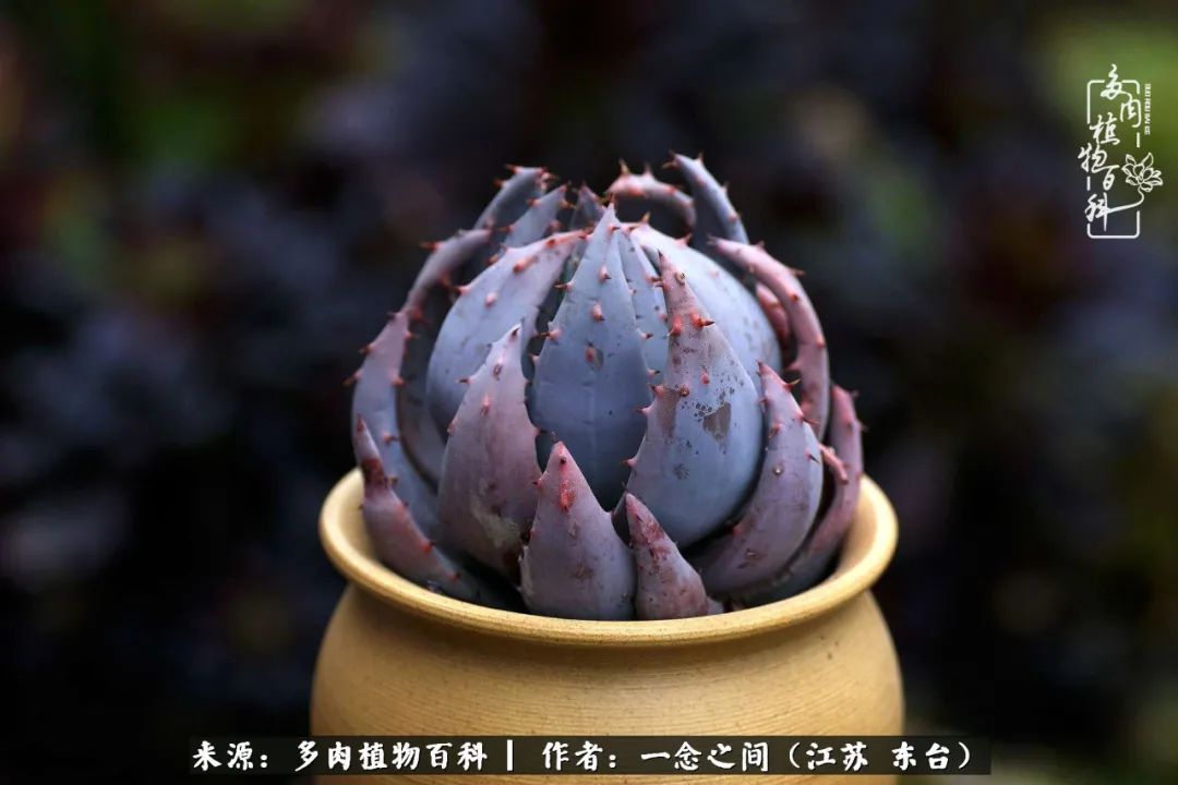 遇见花开蓝莓糖,遇见花开蔬菜沙拉酱