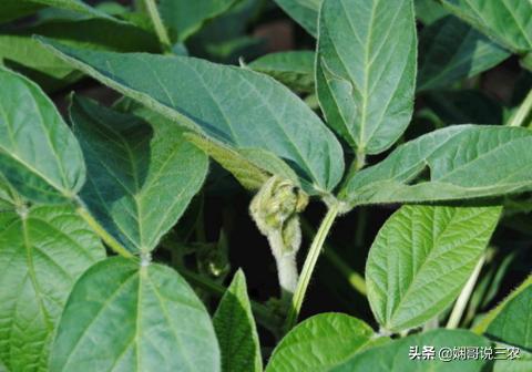 黑豆正确的营养价值和功效,黑豆营养价值特点及功效