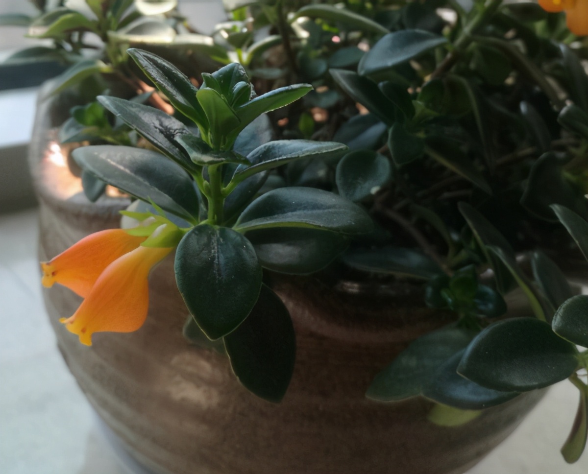 吊兰养护方法及注意事项,养吊兰注意这几点让其蹭蹭长爆盆