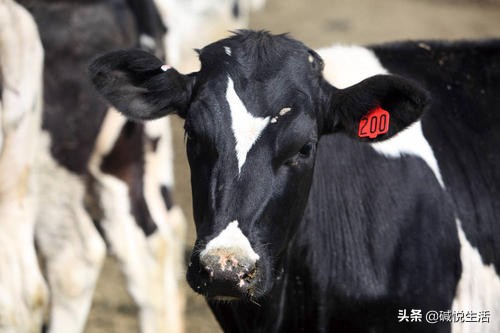 奶牛饲养与病害防治,奶牛病防治