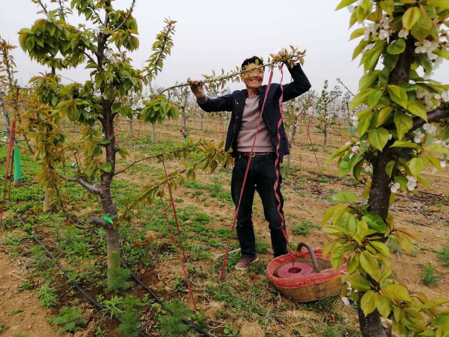 渭南农业产业园,华州区苗木花卉产业园