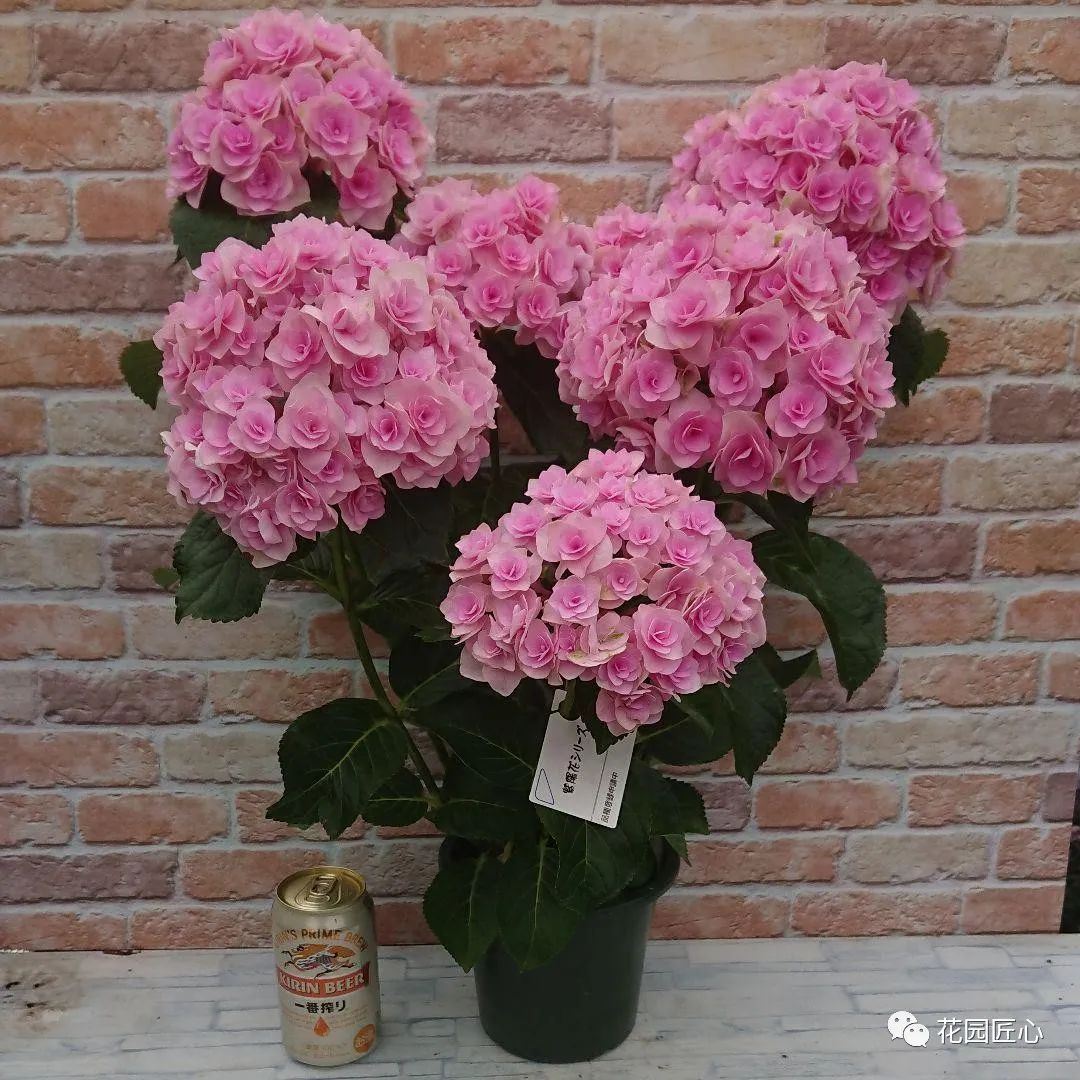 最漂亮的十种绣球,最省心的绣球