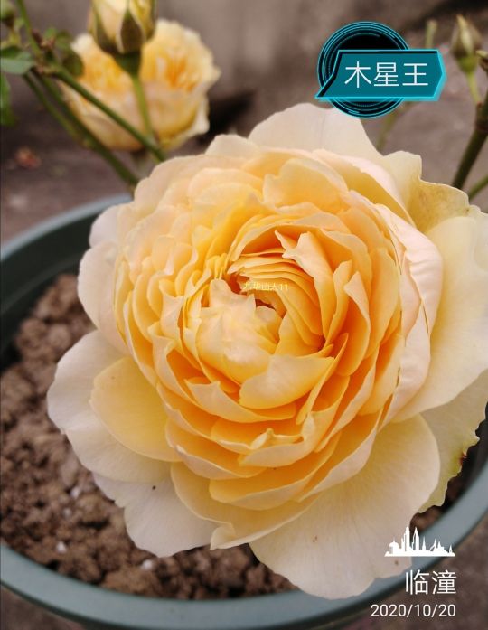 阳台系列月季品种大全,微型月季藤本月季