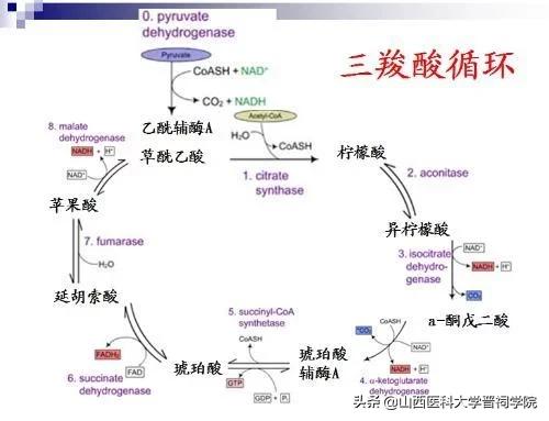 医学生土味情话攻略,医学生土味情话视频