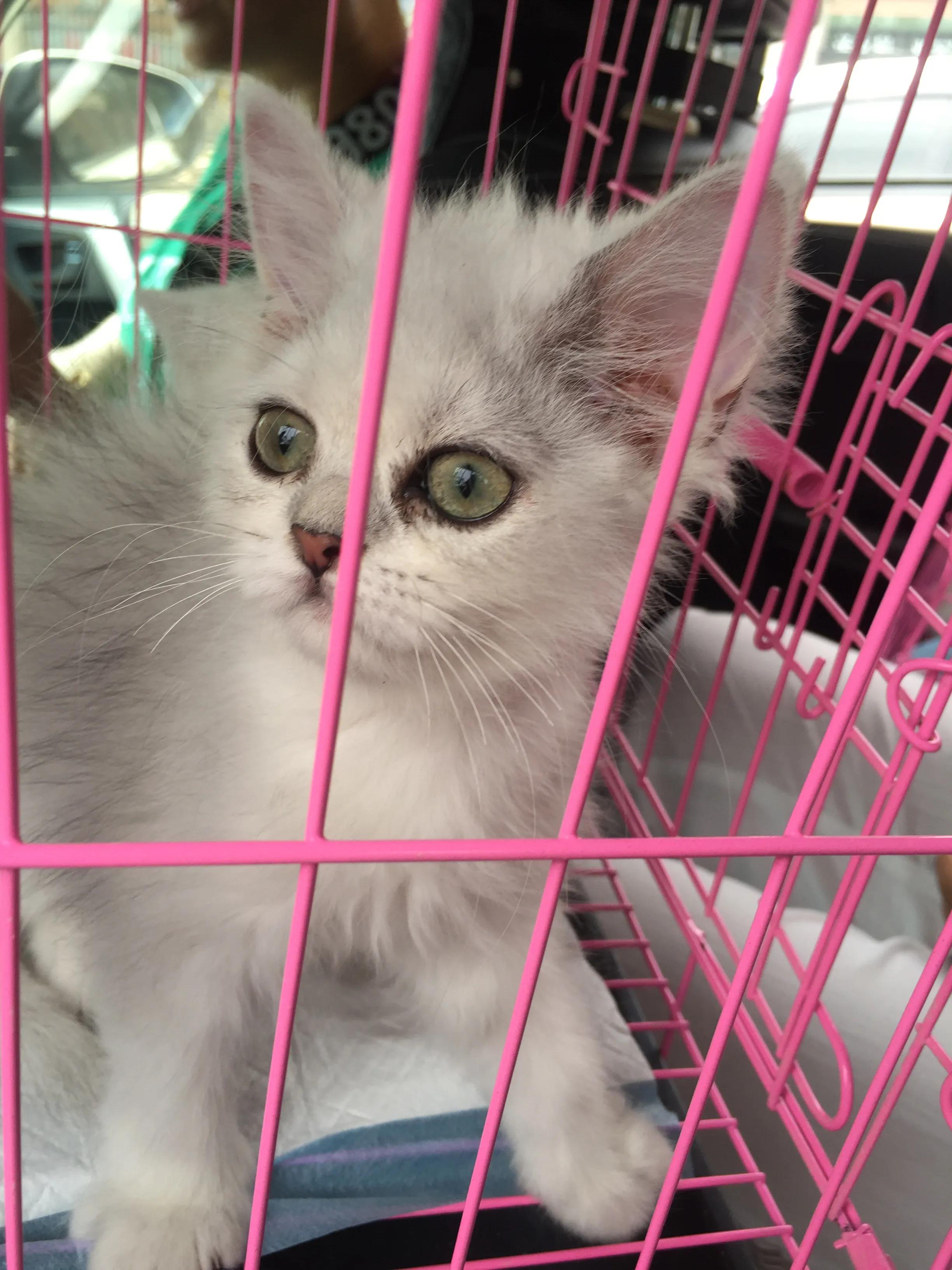 爆发猫瘟,猫瘟日常