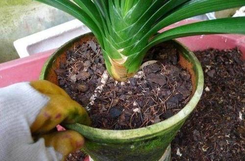 君子兰这样养叶片更油绿光亮,君子兰一年四季养殖方法和技巧