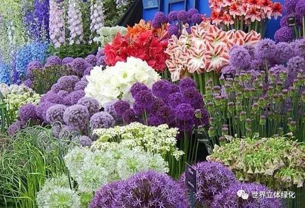 为什么园艺疗法能快速发展,园艺疗法的应用领域