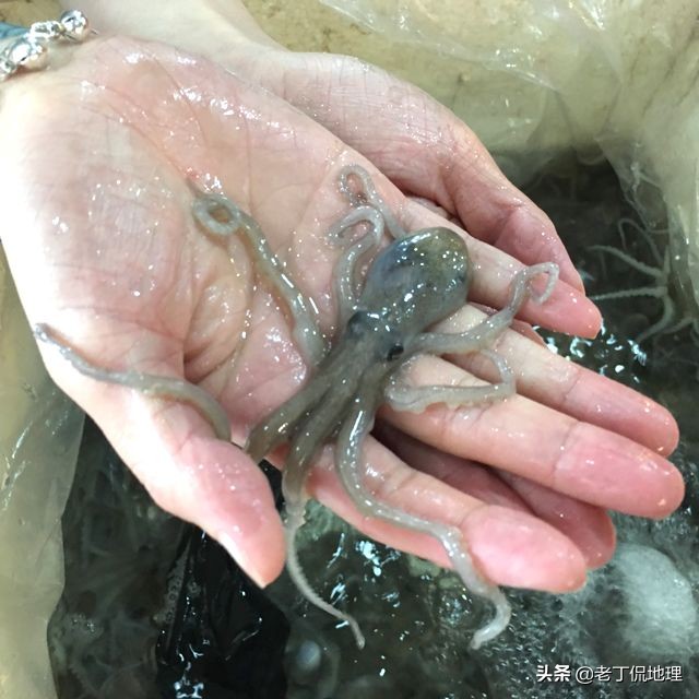 中国海鲜地图,中国海鲜最多地区