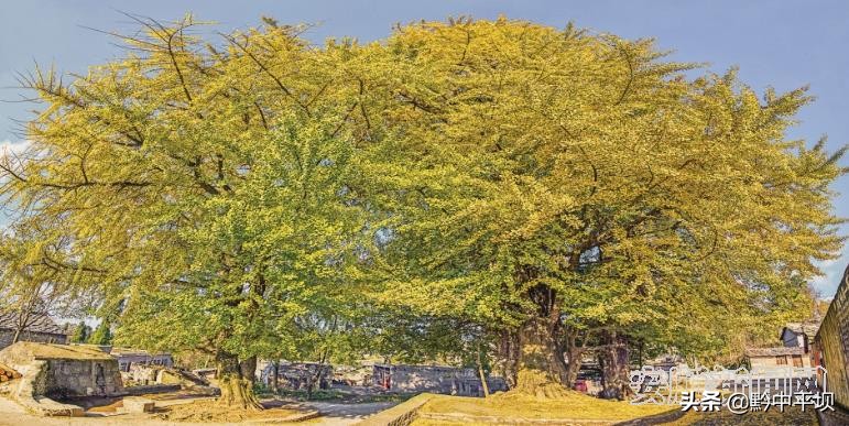 安顺森林城市,森林县城创建方案