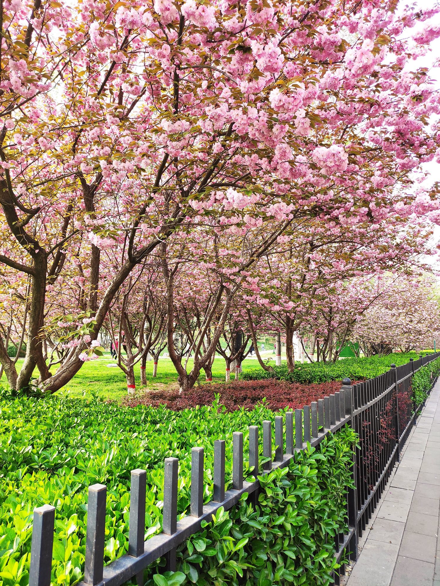 石家庄气候,石家庄属于什么气候