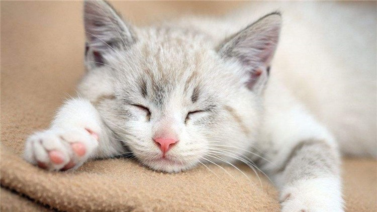 猫咪生病了用什么草药,猫咪提高免疫力药品