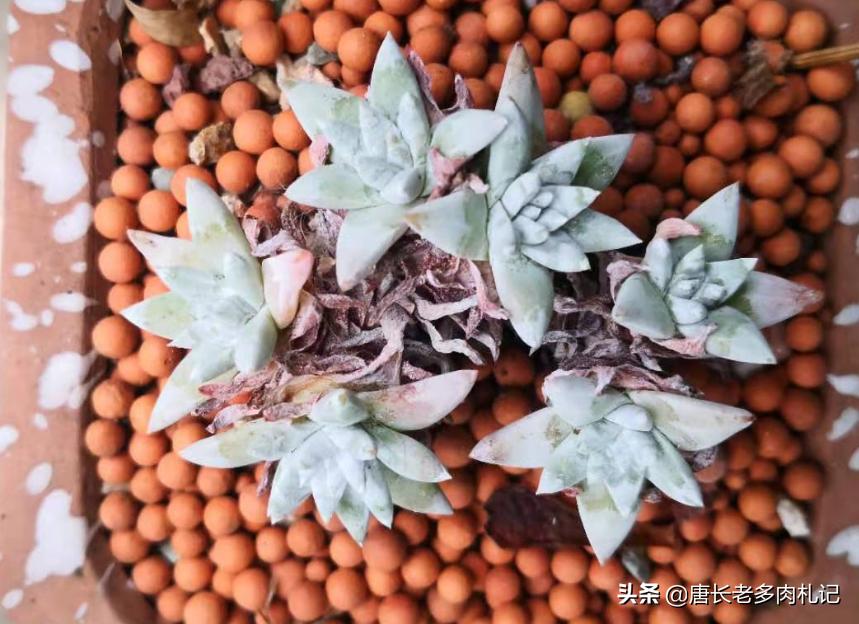 多肉白菊怎么控形,多肉白菊能用纯颗粒养么