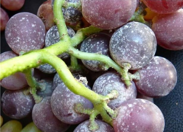 葡萄发霉是哪种病菌,葡萄发霉是什么样子
