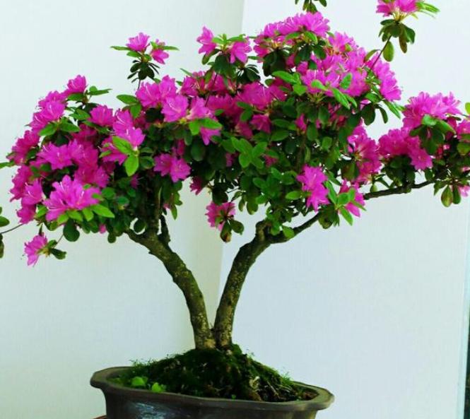 冬季养杜鹃叶子一碰就掉咋办？排查4方面，找出病症方能救回来