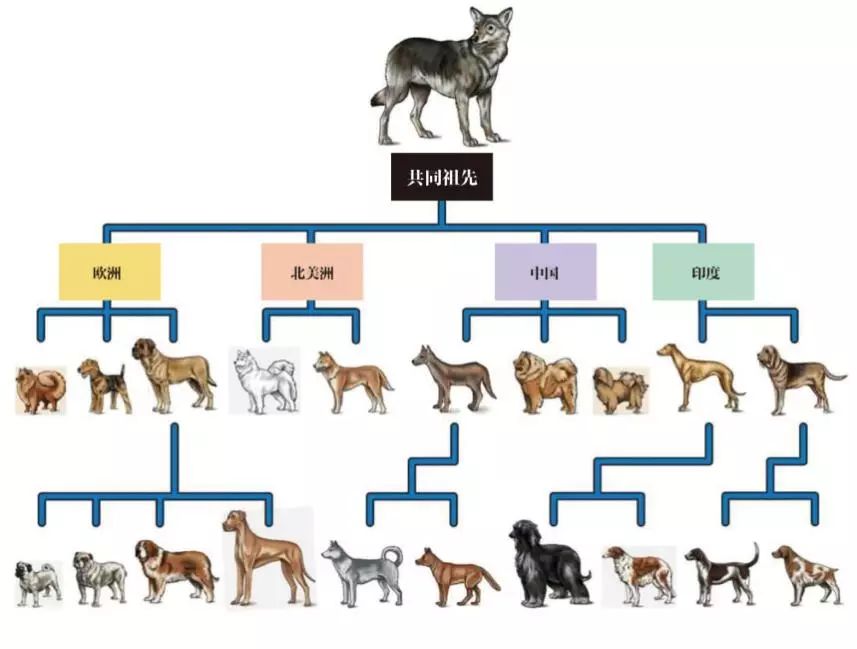 人类为什么要受到法律的约束,人类为什么让动物买单