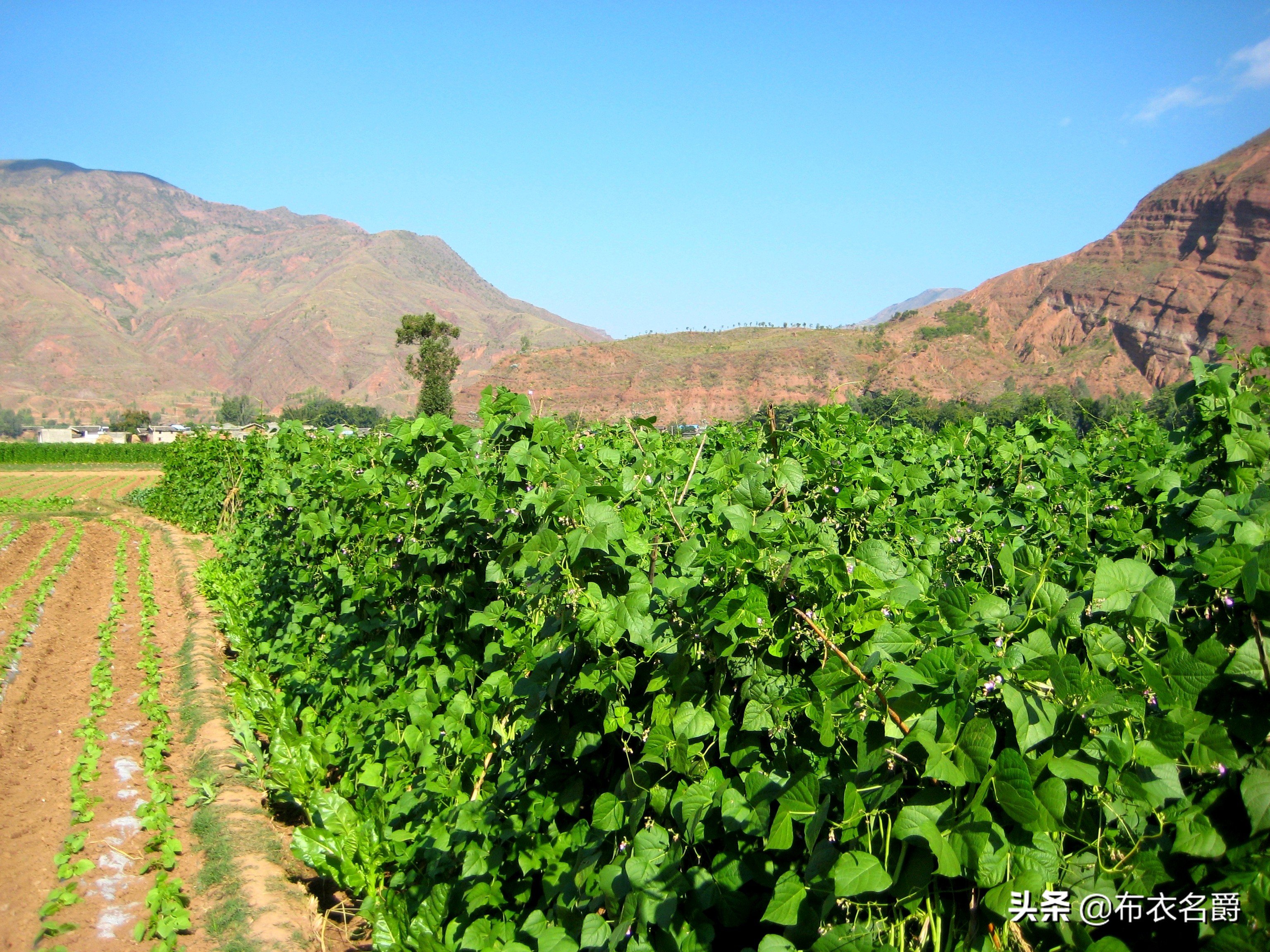 论治缺硒性仔猪水肿病