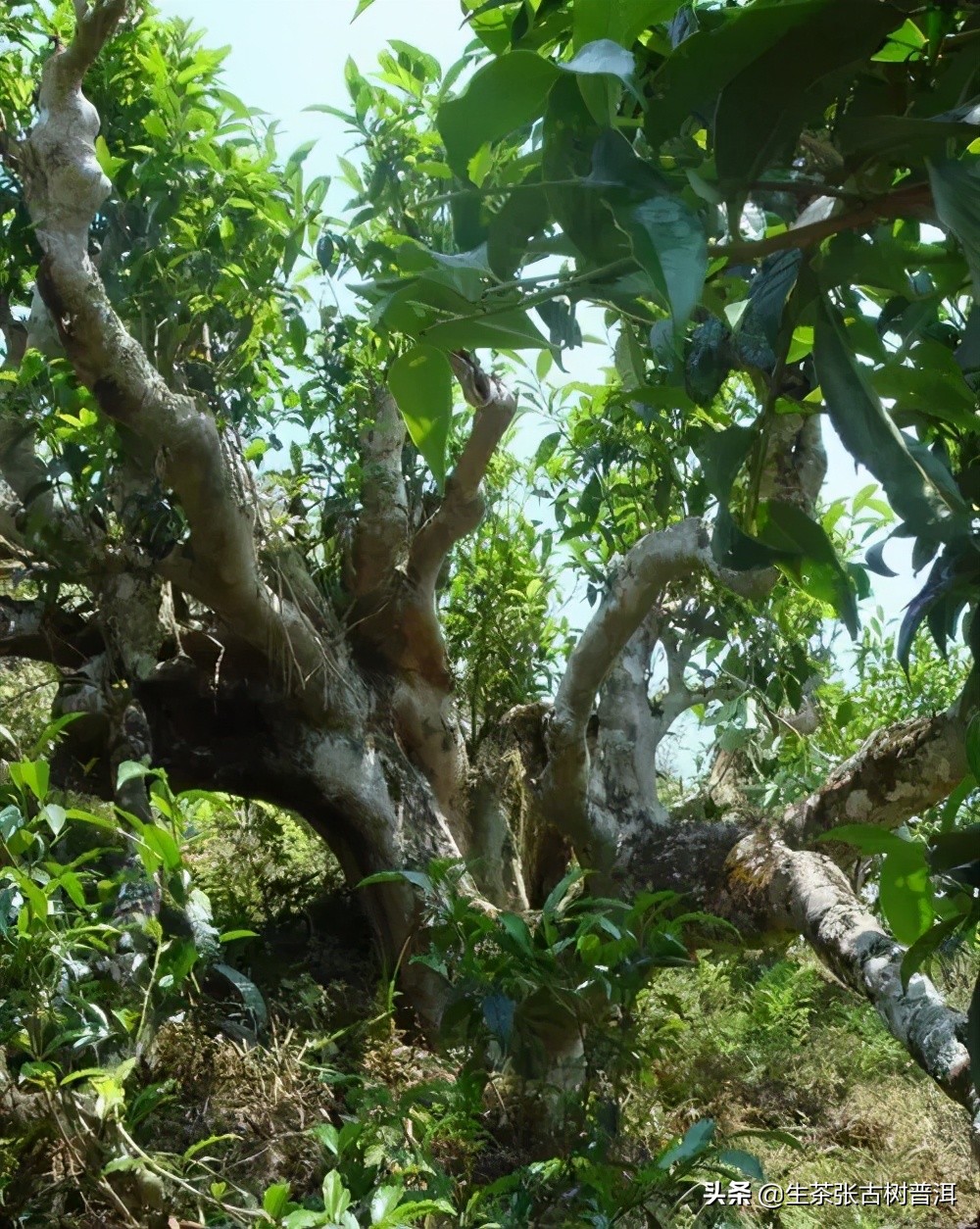 有哪些冷门山头的普洱茶值得收藏,值得推荐的几款普洱茶