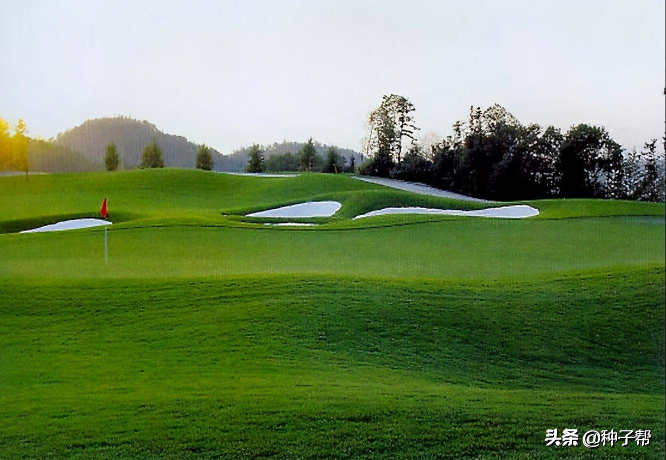 高尔夫球场常用的草坪,高尔夫球场果岭是什么草