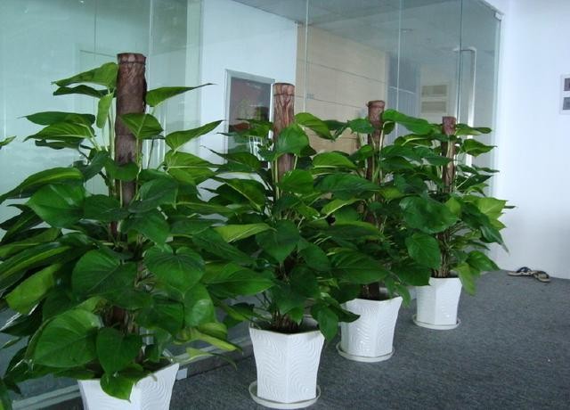 绿萝怎么养叶片长得快,绿萝的叶子养来养去越来越小