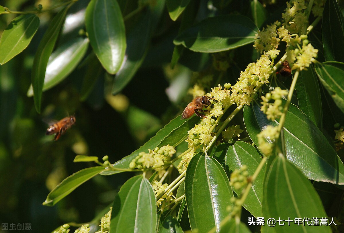 六月枣花香气袭人,六月枣花香