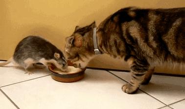 猫抓到老鼠不吃是什么原因,为什么猫抓到老鼠不立刻吃掉呢