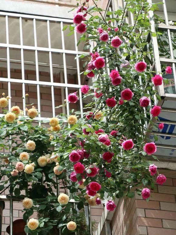 这“38种花”,当你开始收集品种时,你已入坑颇深