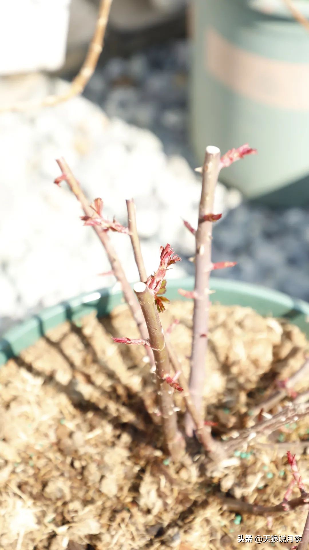 月季怎么抹芽最好,月季的抹芽方法
