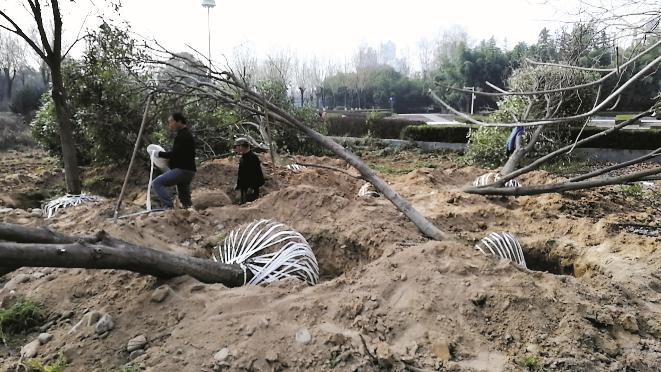 看花海何必去远方?宝鸡这幅“画卷”将让你感受诗情画意