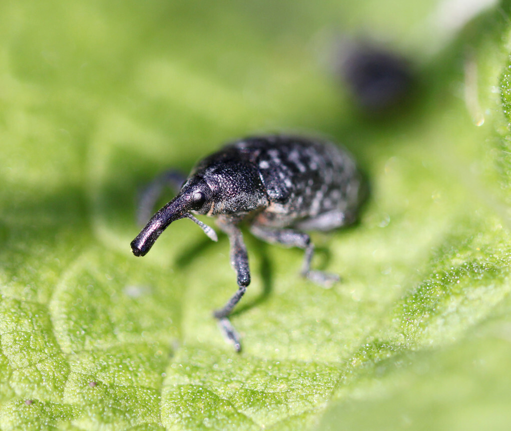 大米出现几个小幼虫怎么处理,大米里面的小黑虫幼虫是什么样的