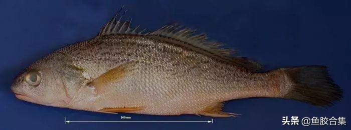 赤嘴鮸鱼鱼胶,赤嘴鳘鱼胶是什么