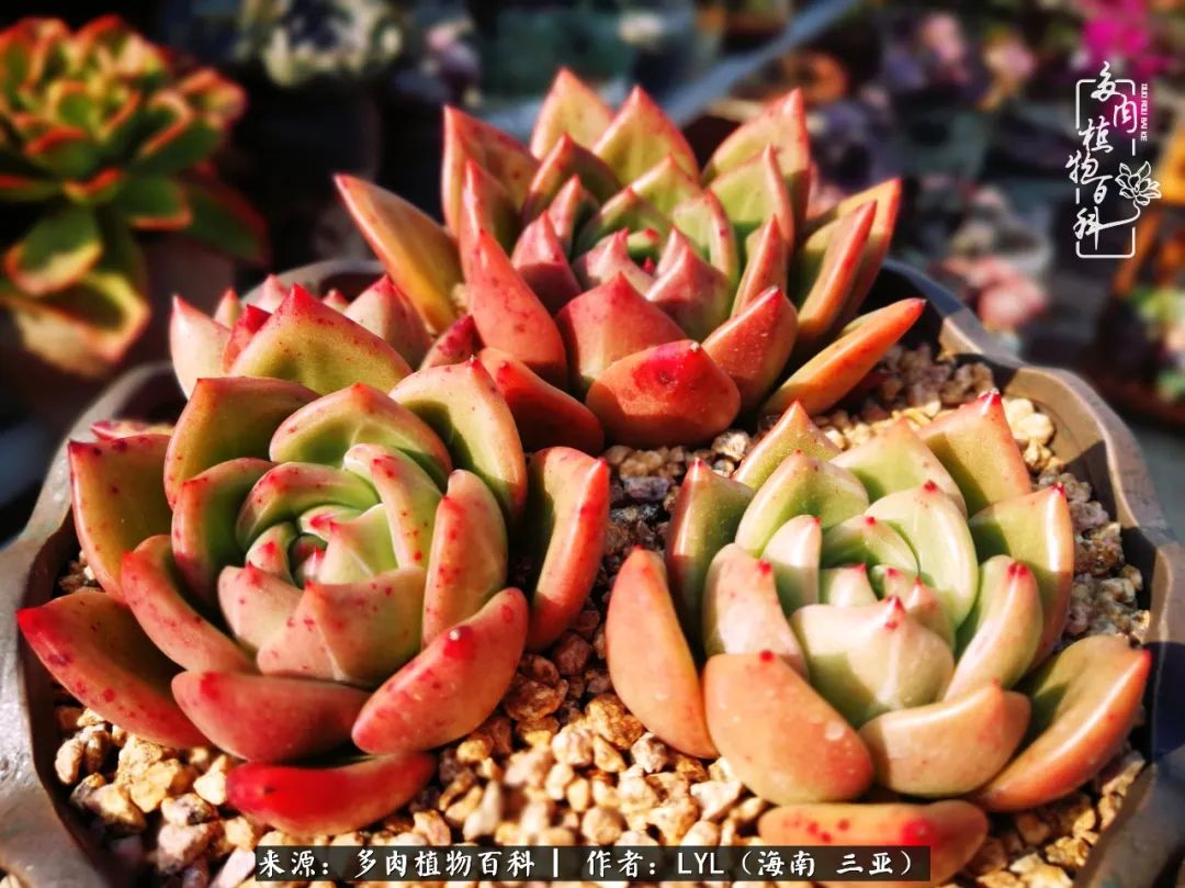 养多肉一年花了3万,养多肉一千多盆