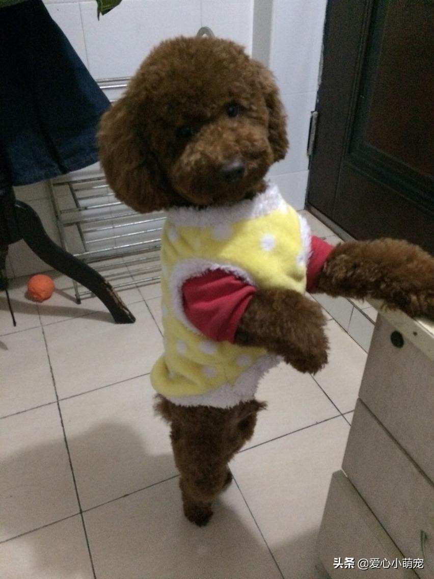 网红犬泰迪,泰迪宠物犬的优点和缺点