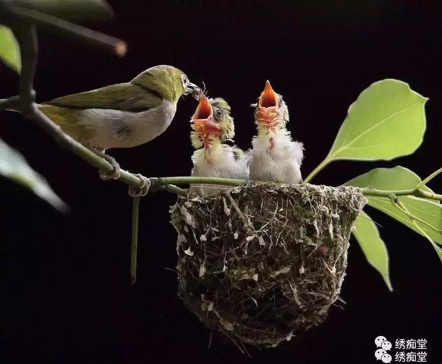 纹绣的基本知识和理论,养绣眼讲究