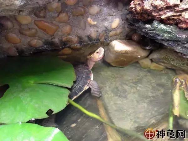 陆龟和半水龟有什么区别,最易饲养的偏陆半水龟