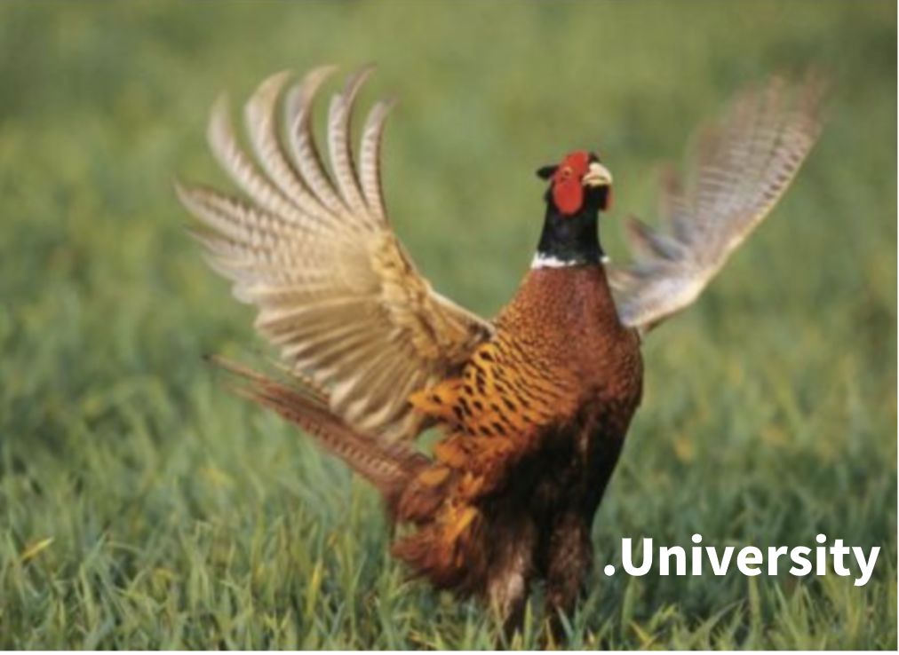 悉大爱约、新南渣?墨大的绿帽满街跑?