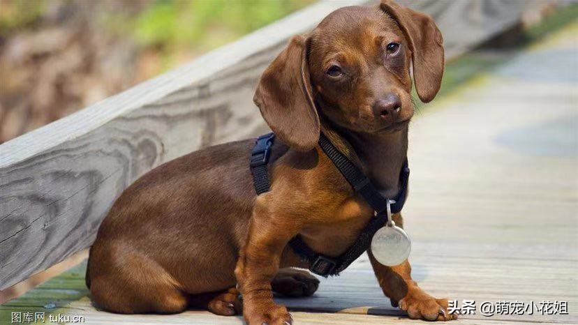 狗狗癫痫无法确诊,辟谣狗狗真的不能喝牛奶吗