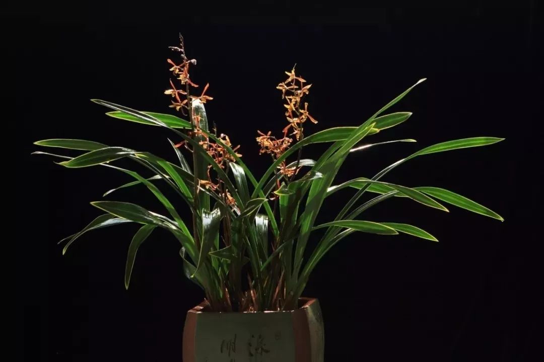 吉祥兰品种大全,六种吉祥兰花