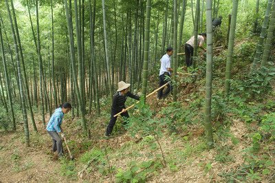 如何提高冬笋产量？做好以下四点十二个细节，增产提效益