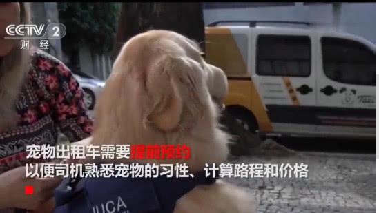 巴西推出宠物专属出租车,还提供跨国服务:主人再也不用担心了