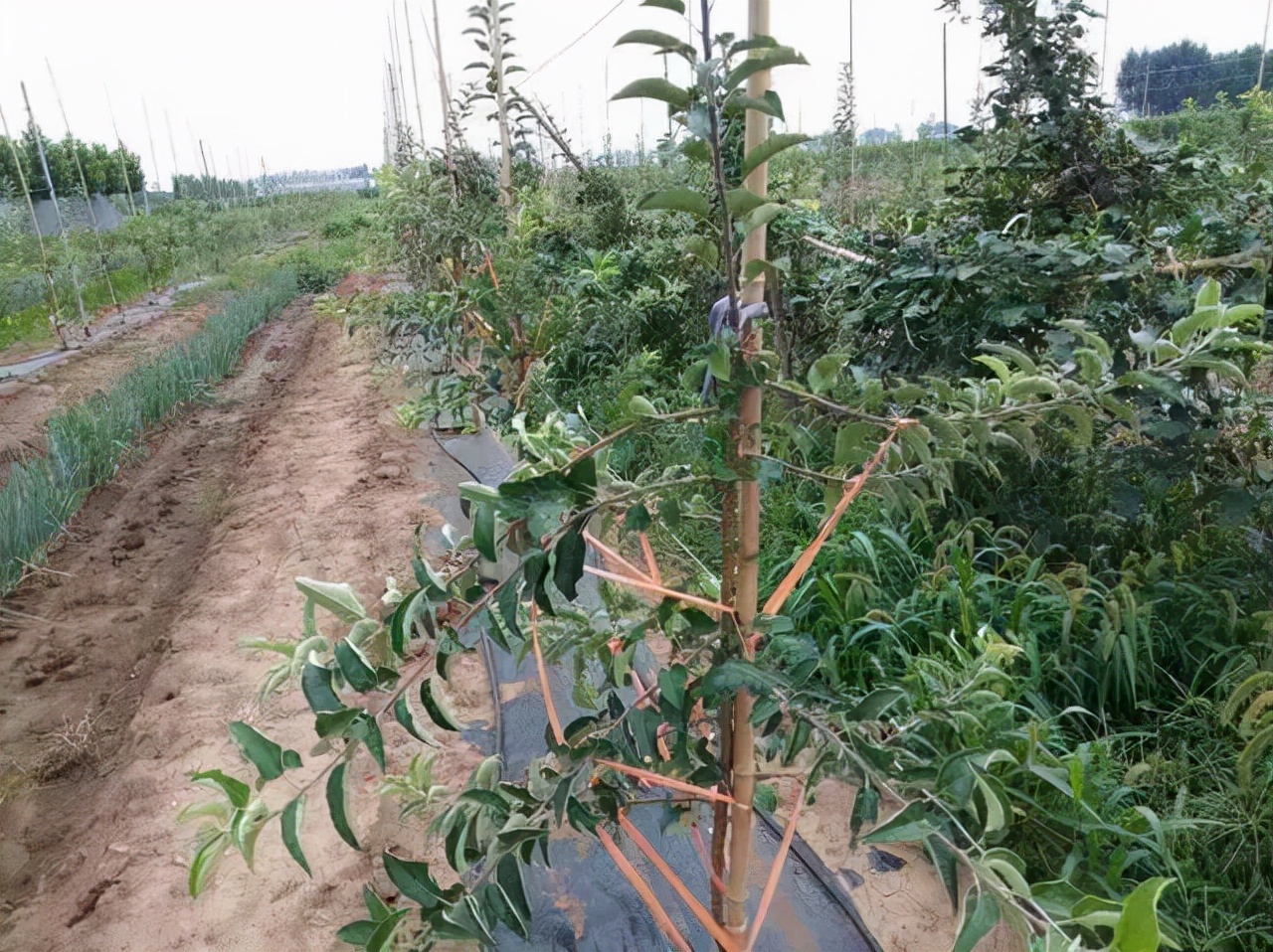 苹果苦痘病最佳治疗方法,苹果苦痘病4月如何防治