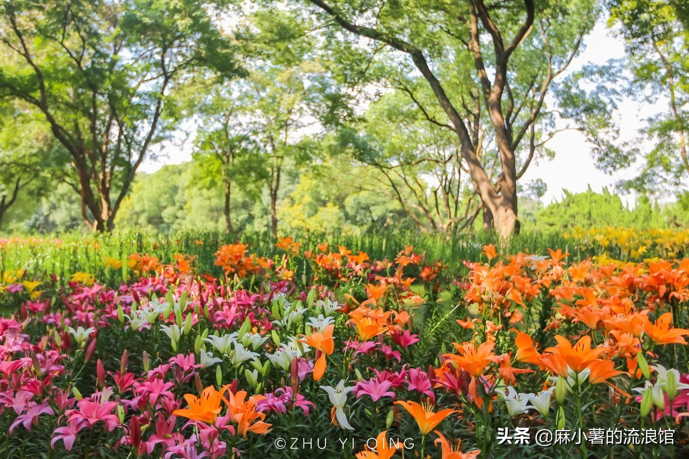 无锡梅园不只能赏梅，初秋近万亩百合花海盛放，小姐姐直呼太美了