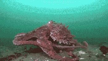 史前深海十大恐怖生物,深海底下的恐怖生物